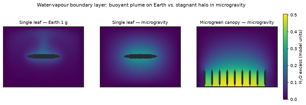 Water-vapour boundary layer: buoyant plume on Earth, stagnant halo in microgravity, trapped canopy air.