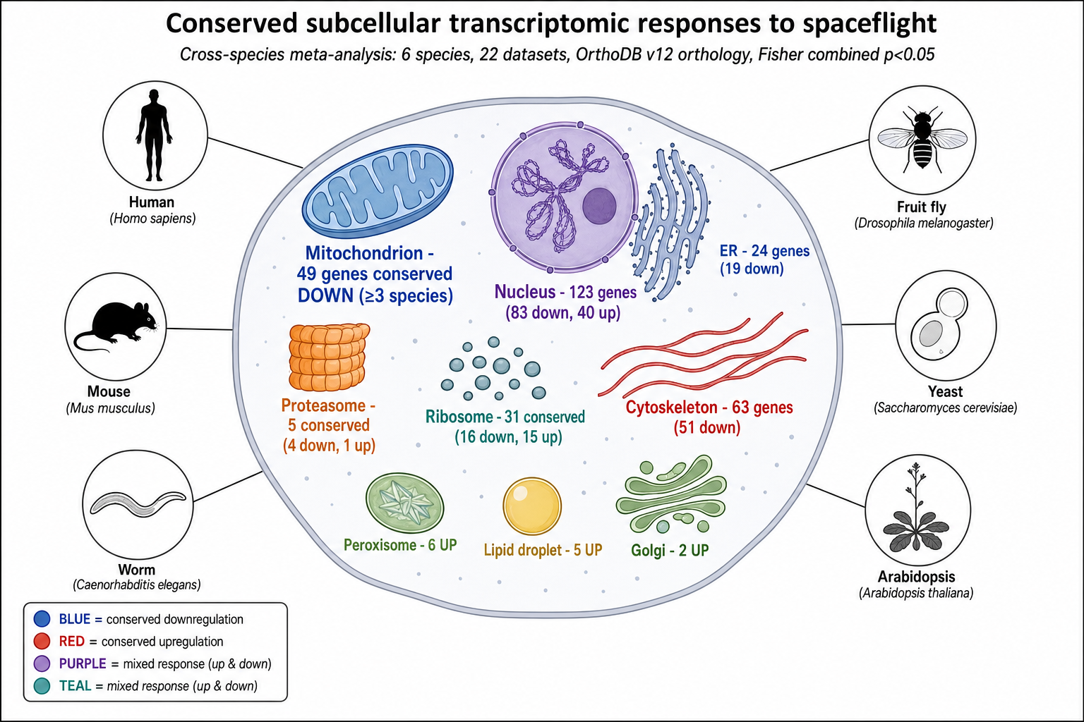 Conserved organelle schematic: mitochondrion downregulated across species.