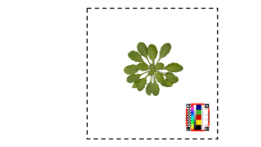 Setting Up Your Photos to Maximize Ease of Analysis