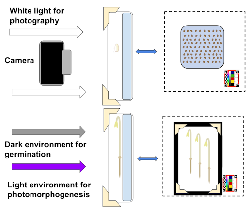 Illustration the optimal placement of a camera, the AstroBotany Spectrum scale bar, lights, and camera for consistent and high-quality image capture. 
A simple diagram showing the placement of the camera is a light perpendicular to the germinating seeds or seedlings. In this example, the seeds are germinated on agar gel / or blue filter paper..png